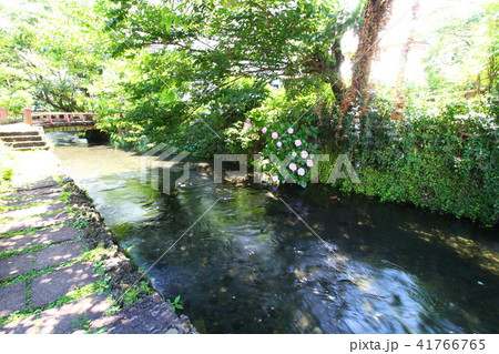 源兵衛川 41766765