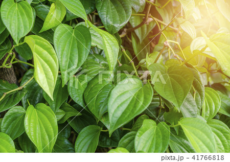 The betel leaf  or Piper betle in Thailand. 41766818