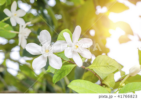 Blossom glass fragrant aroma Blossom glass fragrant aroma 41766823