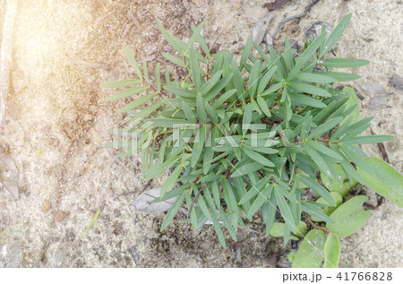 Tongkat Ali (Eurycoma longifolia Jack) tree. Tongkat Ali (Eurycoma longifolia Jack) tree. 41766828