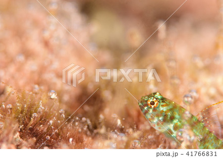 ナンヨウミドリハゼ 41766831