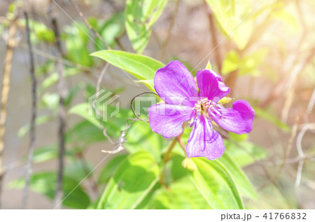 Purple wild flowers 41766832