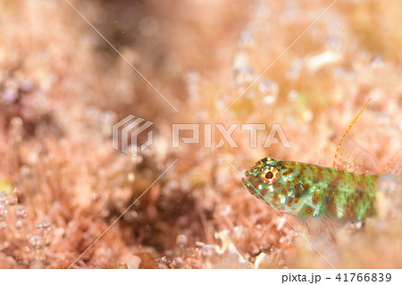 ナンヨウミドリハゼ 41766839