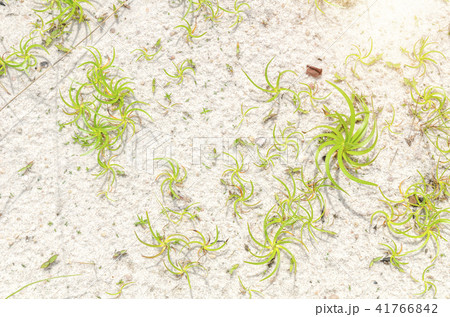 green grass on the sand 41766842