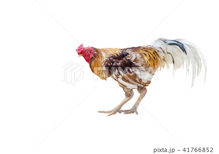 close up portrait of gamecock isolated close up portrait of gamecock isolated 41766852