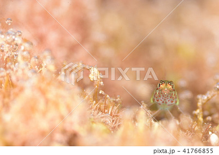 ナンヨウミドリハゼ 41766855