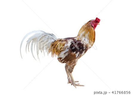 close up portrait of gamecock isolated close up portrait of gamecock isolated 41766856