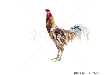 close up portrait of gamecock isolated close up portrait of gamecock isolated 41766858