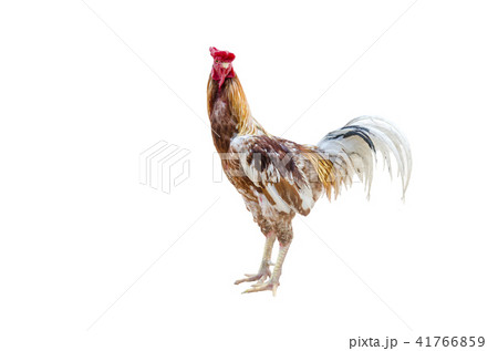 close up portrait of gamecock isolated close up portrait of gamecock isolated 41766859
