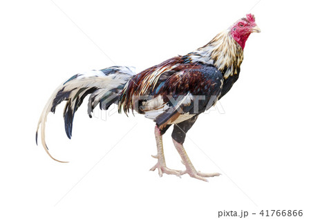 close up portrait of gamecock  isolated  41766866