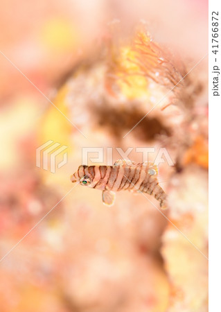 シチセンベラ 41766872