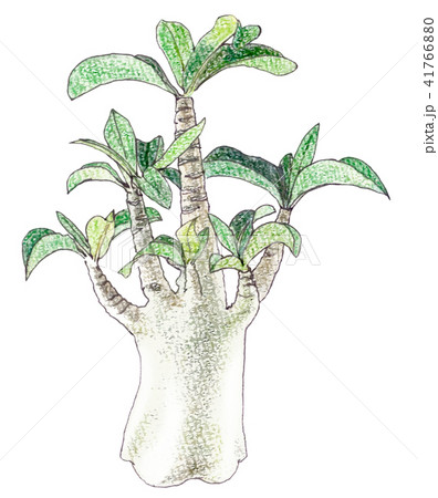 アデニウムアラビカム 41766880