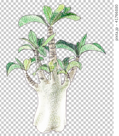 アデニウムアラビカム 41766880