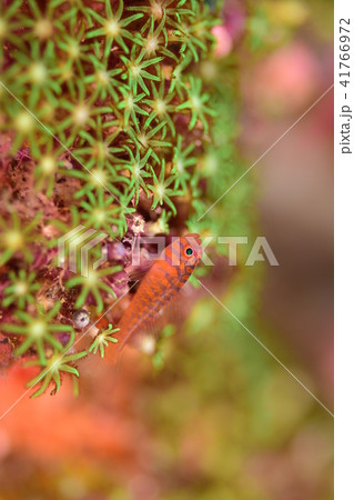 オキナワベニハゼ オキナワベニハゼ 41766972