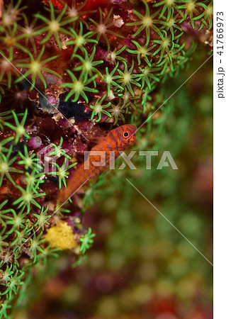 オキナワベニハゼ オキナワベニハゼ 41766973