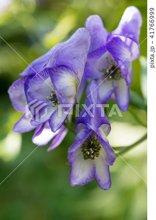 トリカブトの花の写真素材