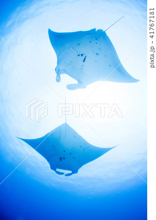 マンタ 41767181