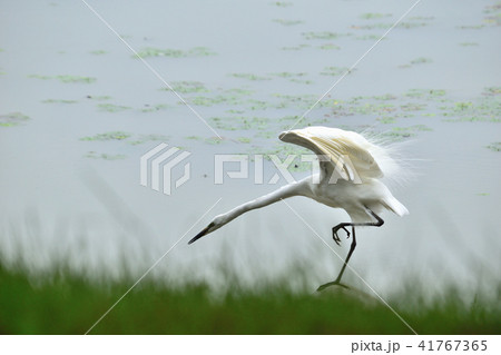 白鷺の舞 41767365