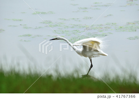 白鷺の舞2 41767366