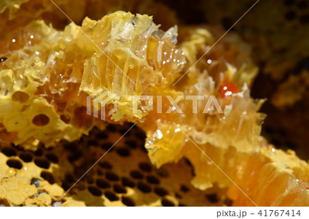 天然巣蜜（森の宝物！））美容　健康　美白　長寿　素材 41767414