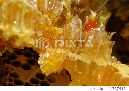 天然巣蜜（森の宝物！））美容　健康　美白　長寿　素材 41767415