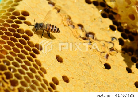 天然巣蜜（森の宝物！））美容　健康　美白　長寿　素材　sdgs サステイナブル　環境問題　食料危 41767438