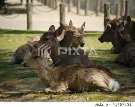 シカの休息 41767551