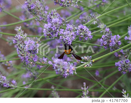 花の蜜を吸うハチ 花の蜜を吸うハチ 41767700