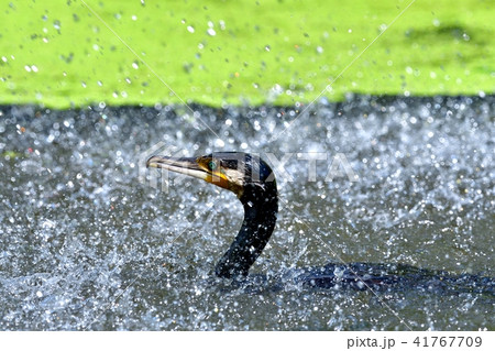 水浴びするカワウ 水浴びするカワウ 41767709