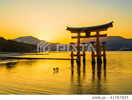 厳島神社の大鳥居(黄金色に輝く春の夕暮、シカが優雅に散歩している) 厳島神社の大鳥居(黄金色に輝く春の夕暮、シカが優雅に散歩している) 41767835