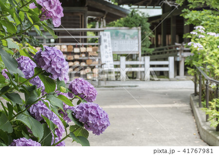 鎌倉宮のアジサイ（鎌倉市二階堂） 41767981