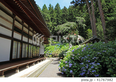 信濃あじさい寺　弘長寺 41767982