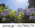 真っすぐ咲く、アガパンサスの花 41768179