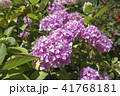 満開のアジサイ 41768181