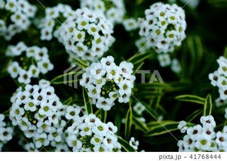 イベリス 斑入りの花の写真素材