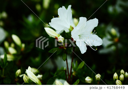 リュウキュウツツジの開花の写真素材