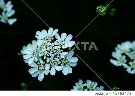 ハーブ コリアンダーの白い花の写真素材