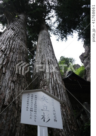 榛名神社　矢立杉 41768661