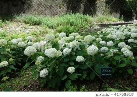 白あじさい 41768919