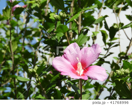 むくげの花 むくげの花 41768996