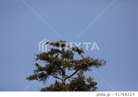 コウライウグイス コウライウグイス 41769224