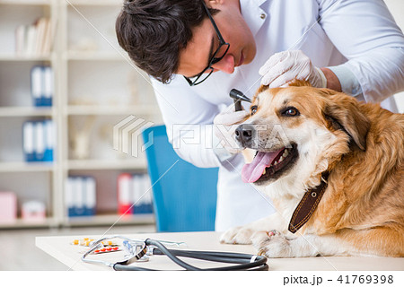 Doctor examining golden retriever dog in vet clinic 41769398