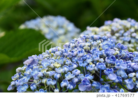 ウズアジサイ(渦紫陽花) ウズアジサイ(渦紫陽花) 41769577