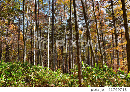 秋の水木沢天然林 41769718