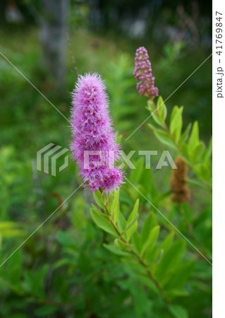 230 ホザキシモツケ 41769847