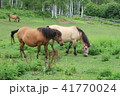 木曽馬ぺア 41770024