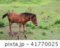 仔馬 41770025