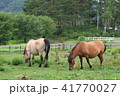 木曽馬ペア02 41770027