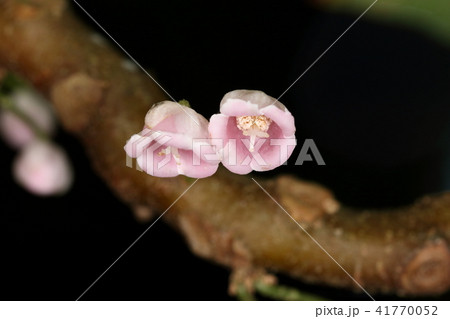 自然 植物 タカサゴシラタマ、六月の石垣島。谷筋の湿った林の中でかわいい花を見つけました 自然 植物 タカサゴシラタマ、六月の石垣島。谷筋の湿った林の中でかわいい花を見つけました 41770052