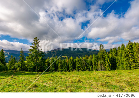 spruce forest on the grassy hillside 41770096
